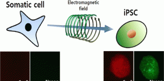 제4의 만능줄기세포 제작…맞춤형 세포 재프로그래밍