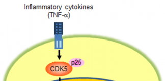 당뇨 치료제 개발 위한 표적 단백질 발굴