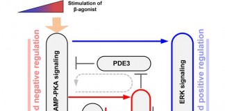 심장근육세포 삶과 죽음 근본원리 규명