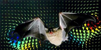 박쥐 항공역학 시스템을 전투기에