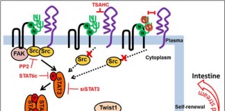 ‘암전이 단백질’ 제어 기술 개발