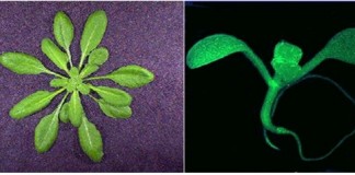 곤충 사이보그 로봇과 감지식물 로봇