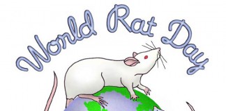 쥐들에게 감사하는 ‘세계 쥐의 날’