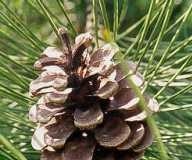 솔방울을 이용한 스마트 옷