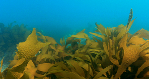 해조류 ‘감태’서 아토피 치료 새로운 해법 발견