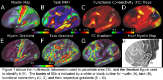 인류 역사상 가장 자세한 뇌지도 작성… 대뇌피질 180개 영역