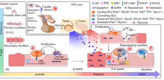 성호르몬의 성체근육 줄기세포 형성 과정 규명…근육질환 치료 단초 마련