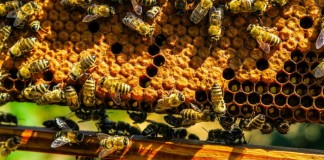 국내 연구진, 벌집 성분으로 통풍 치료 메커니즘 밝혀