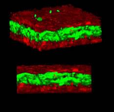 3-D-Tissue