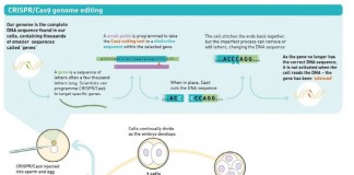 ‘크리스퍼 유전자가위’ 이용 인간배아 발달 조절 유전자 역할 밝혀