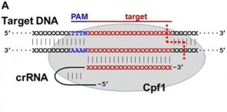 3.5세대 유전자 가위(CRISPR/Cpf1) 논문 분석 4