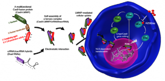 자가 조립 유전자 가위, 생체 내 전달 암 치료