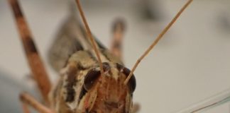 폭탄 냄새 맡는 사이보그 메뚜기 완성 코앞