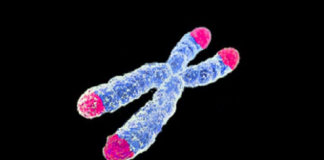 가공식품 많이 먹으면 ‘텔로미어’ 길이 짧아진다