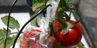 토마토, 벌레 공격에 ‘전기신호’로 식물 전체 방어 태세