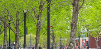 나무 한 그루가 온도 최대 1.4도나 낮춰