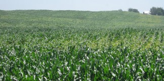 실리콘밸리서 뜨는 스타트업은 ‘농축산업’