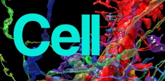 마우스 뇌 신피질 조직, 완벽한 3D 디지털지도 작성