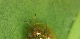 페이스북으로 만나는 세계 사진여행 2 – 인도네시아