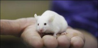 항우울제+항응혈제 동시 투약하면 뇌종양 세포들 서로 잡아먹어