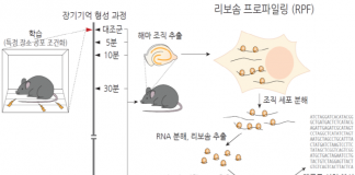 장기기억 억제 유전자 찾아…기억관련 뇌질환 치료 토대 마련