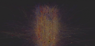 쥐 두뇌 분해 뒤 디지털로 재구축…블루 브레인 프로젝트 무료 공개