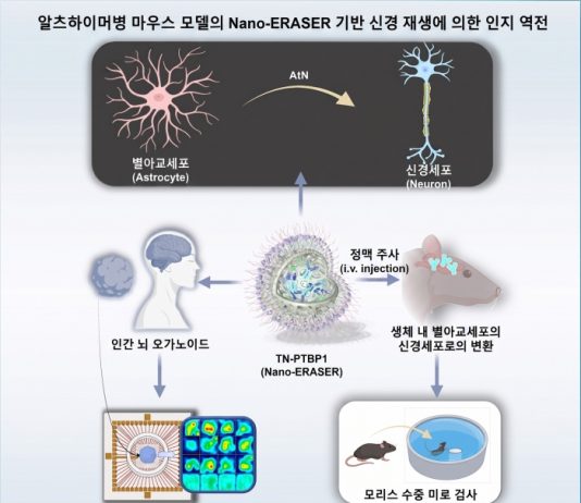 단 2회 주사로 손상된 뇌 되살렸다… 알츠하이머 ‘역전’의 길 연 Nano-ERASER