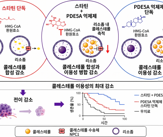 비아그라 먹였더니, 놀랍게도 암세포의 원격 전이 멈추기 시작